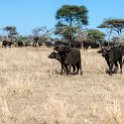 TZA MAR SerengetiNP 2016DEC24 LemalaEwanjan 054 : 2016, 2016 - African Adventures, Africa, Date, December, Eastern, Lemala Ewanjan Camp, Mara, Month, Places, Serengeti National Park, Tanzania, Trips, Year